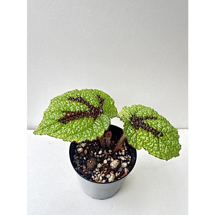 ベゴニア 根茎性 原種 マソニアーナ B.masoniana : 花郷園 KAGOEN