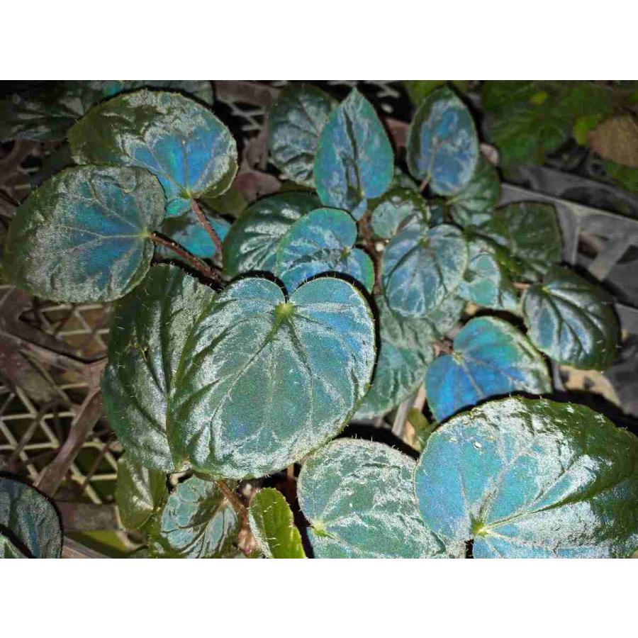 ベゴニア 根茎性 原種 メタクロア B.metachroa B2RB : 花郷園 KAGOEN