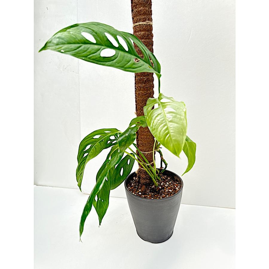 1(現品）Monstera obuliqua Tahuayo River Yogu Loreto Peru New sp