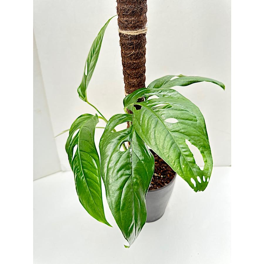 2(現品）Monstera obuliqua Tahuayo River Yogu Loreto Peru New sp