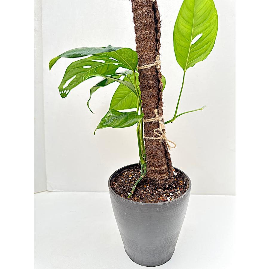 2(現品）Monstera obuliqua Tahuayo River Yogu Loreto Peru New sp