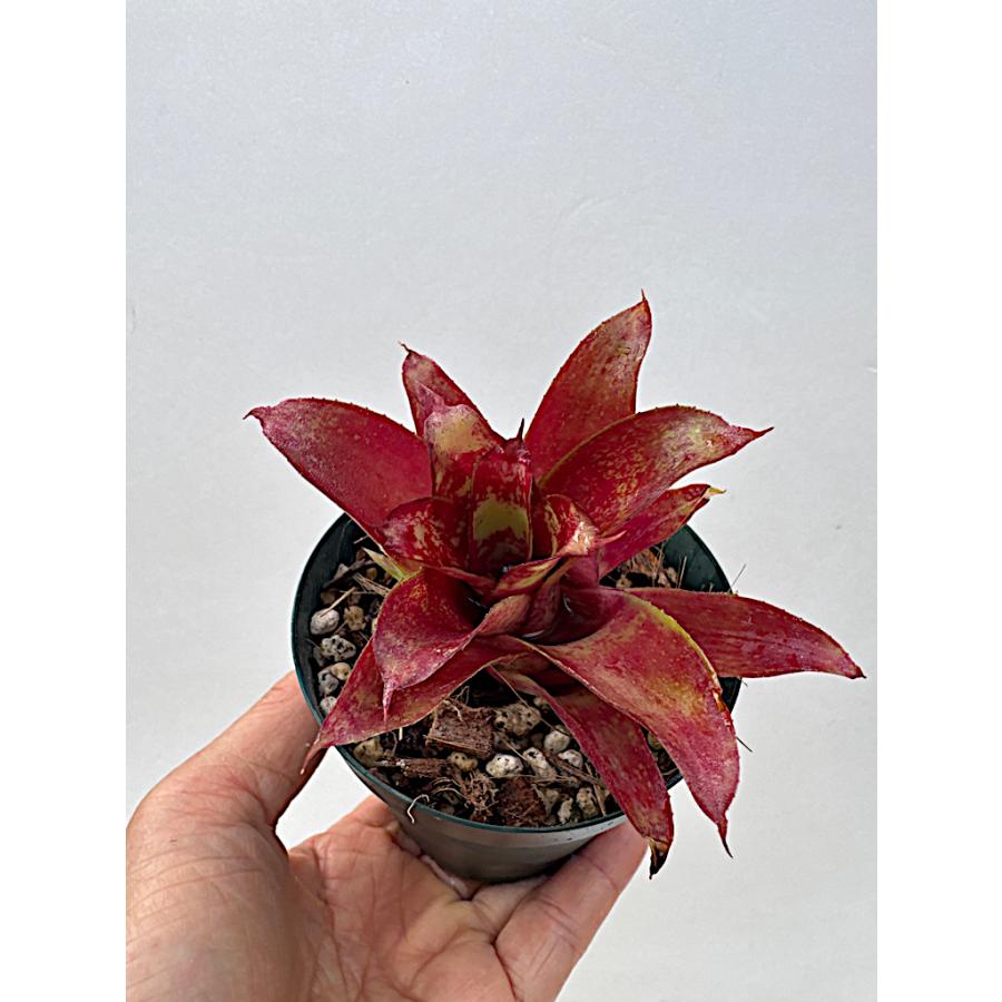 Neoregelia 'Red Buff'〔ネオレゲリア〕現品発送N0622 送料無料】Neoregelia 'Red Bull' (子株付き)〔ネオレゲリア