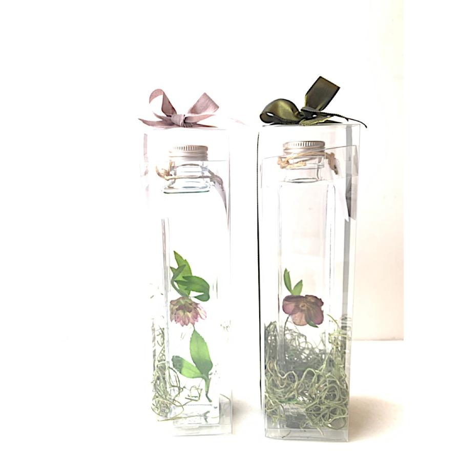 花咲くハーバリウム サラセニア Sarracenia Stevensii 23 : 花郷園