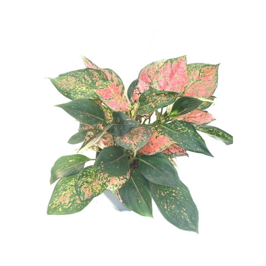 アグラオネマ バレンタイン Aglaonema Valentine Ot2 花郷園 Kagoen Nursery 通販 Yahoo ショッピング