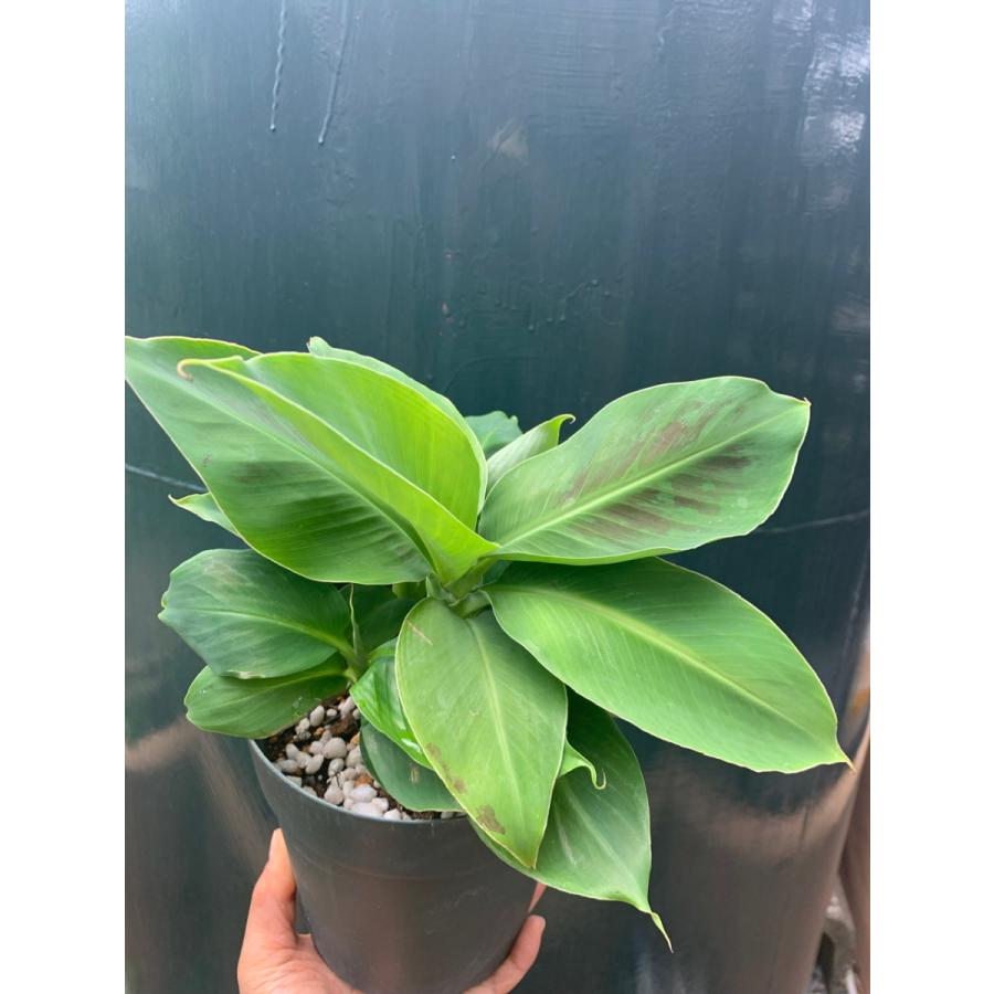 ドワーフ モンキーバナナ 5号 Dwarf Monkey Banna 花 ガーデニング 観葉植物 Ot62 花郷園 Kagoen Nursery 通販 Yahoo ショッピング