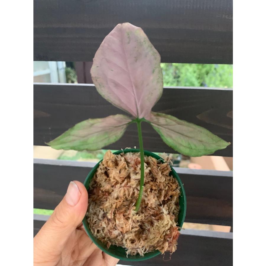 現品 4 シンゴニウム ピンクスプラッシュ Syngonium Pink Splash 花 ガーデニング 苗 花 Ot66 花郷園 Kagoen Nursery 通販 Yahoo ショッピング