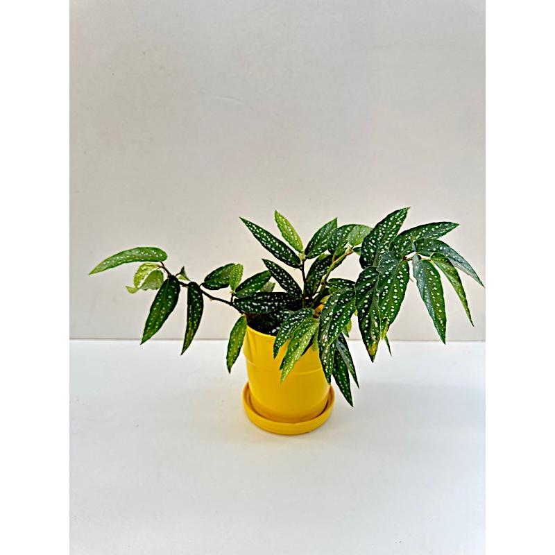 陶器鉢 イエローポット 4号 : 花郷園 KAGOEN NURSERY - 通販