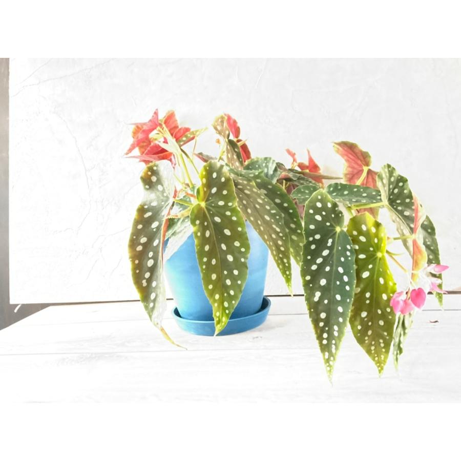 リサイクルポット ブルー Pt15 花郷園 Kagoen Nursery 通販 Yahoo ショッピング