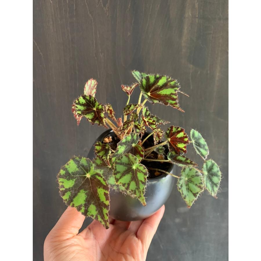 陶器鉢 黒ダルマ鉢 高台付き : 花郷園 KAGOEN NURSERY - 通販