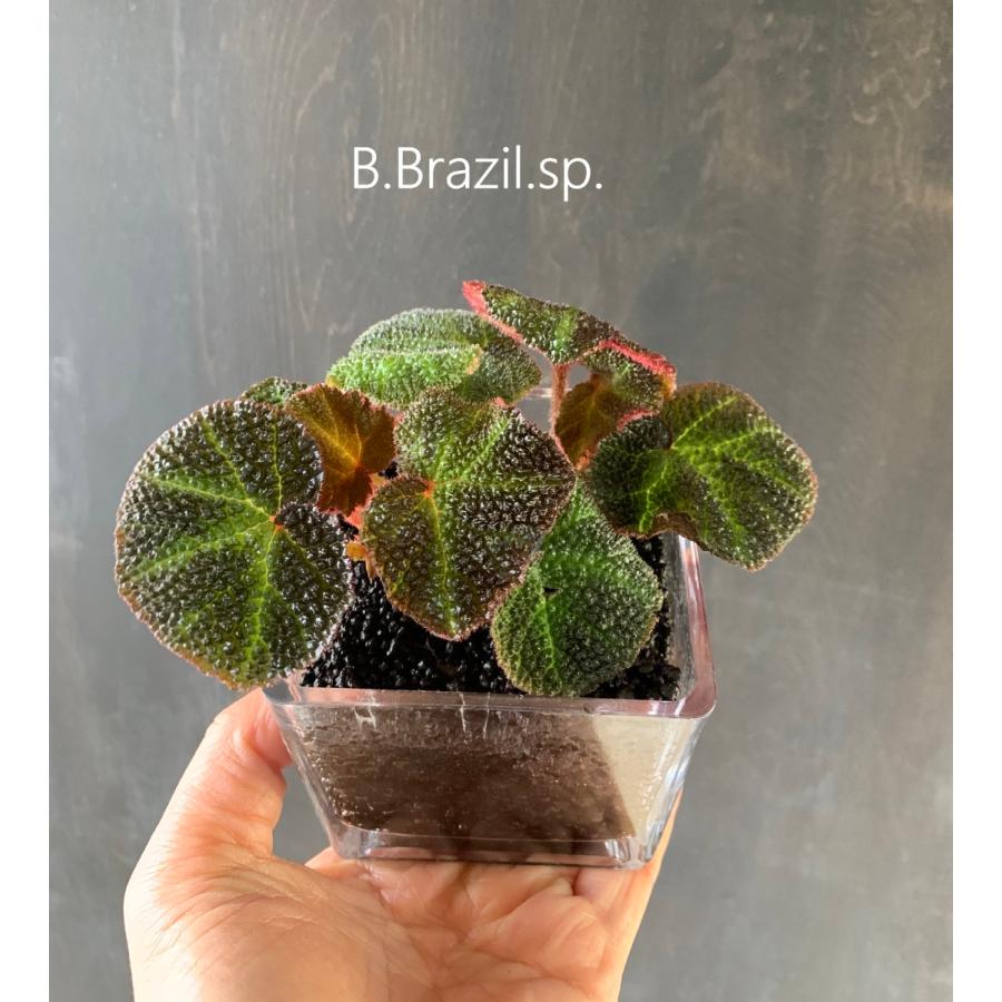 e2254 乳白ガラス 鉢 口径21.5cm ガラス鉢 乳白色 硝子鉢 e2254 乳白ガラス 鉢 口径21.5cm ガラス鉢 乳白色 硝子鉢