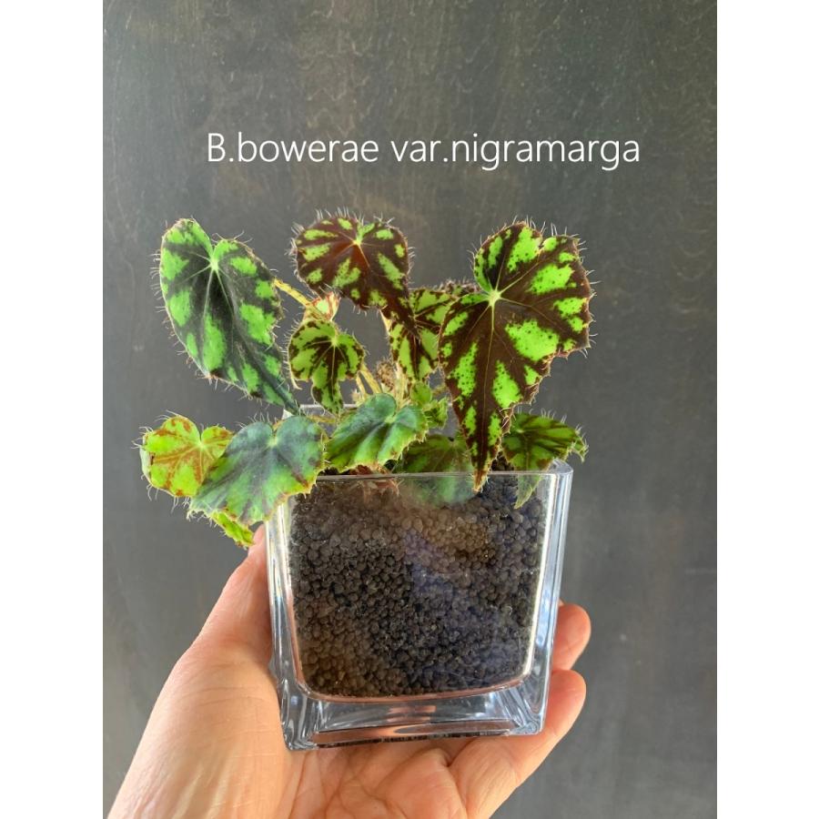 ガラス鉢　3個セット ガラス鉢 3個セット モダンカットのガラス小鉢 3個セット GUS319