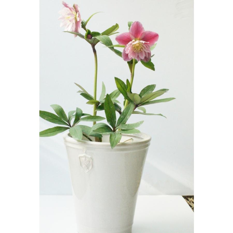 陶器鉢 植木鉢 クリスマスローズ Rose de Noel parfaite (5号 陶器鉢 植木鉢 クリスマスローズ Rose de Noel parfaite (5号