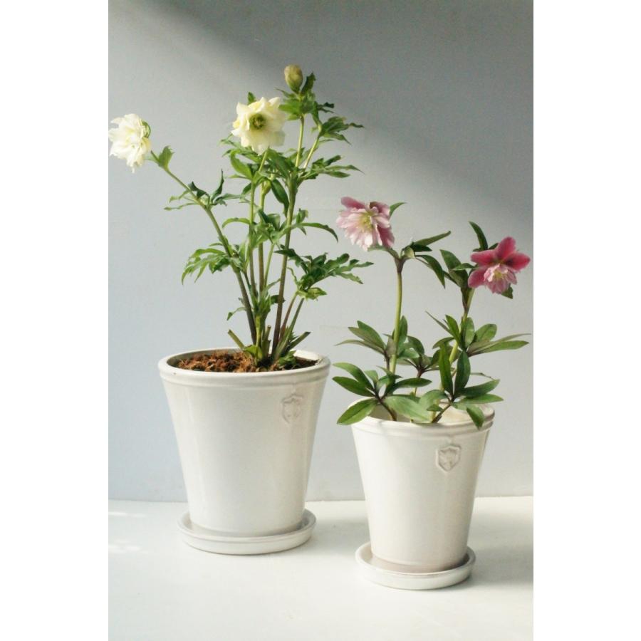 陶器鉢 植木鉢 クリスマスローズ Rose de Noel Parfaite (7号 陶器鉢 植木鉢 クリスマスローズ Rose de Noel Parfaite (7号