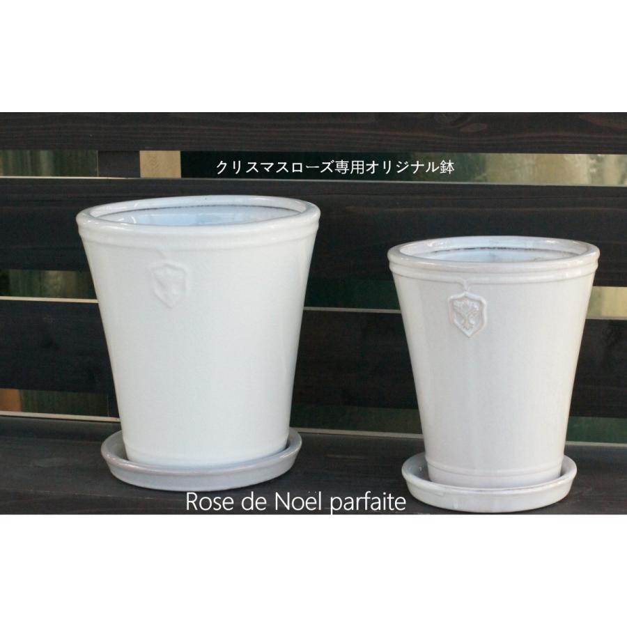 白い陶器鉢 Rose De Noel Parfaite ７号lサイズ Rnp3 花郷園 Kagoen Nursery 通販 Yahoo ショッピング