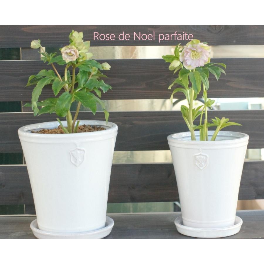 陶器鉢 植木鉢 【白/Lサイズ 7号】 Rose de Noel Parfaite クリスマス