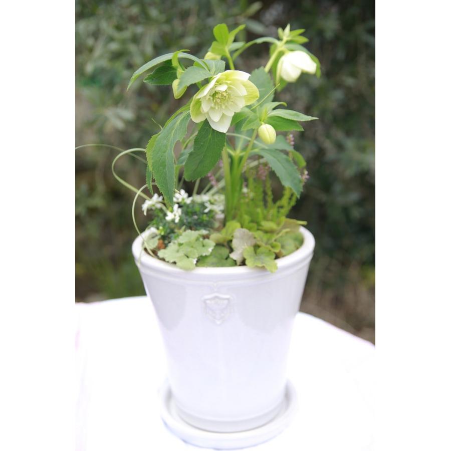 陶器鉢 植木鉢 クリスマスローズ Rose de Noel Parfaite (7号 陶器鉢 植木鉢 クリスマスローズ Rose de Noel Parfaite (7号