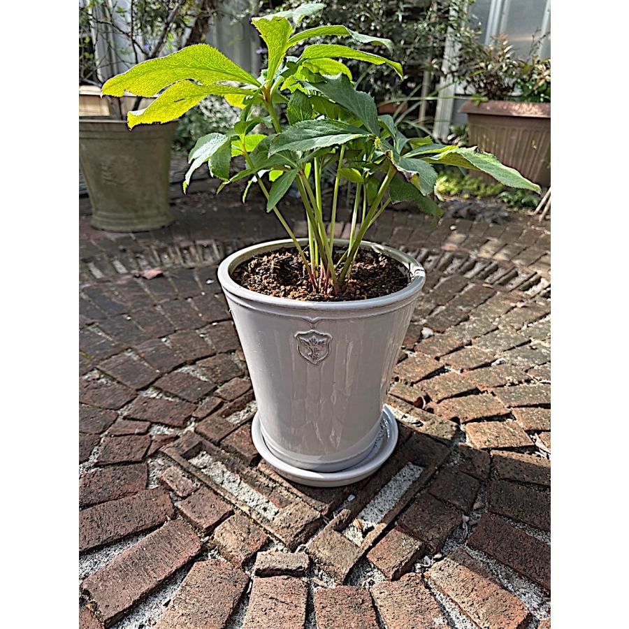 陶器鉢 植木鉢 クリスマスローズ Rose de Noel Parfaite(7号 陶器鉢 植木鉢 クリスマスローズ Rose de Noel Parfaite(7号