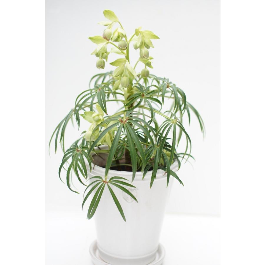 陶器鉢 植木鉢 クリスマスローズ 7号鉢4個セット Rose de Noel