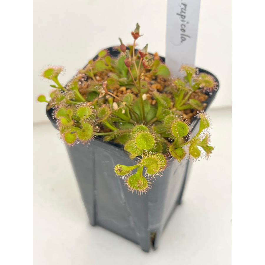 食虫植物 球根ドロセラ ルピコラ rupicola 17106 【1】20%オフ！（Yahoo!・花郷園 KAGOEN NURSERY）
