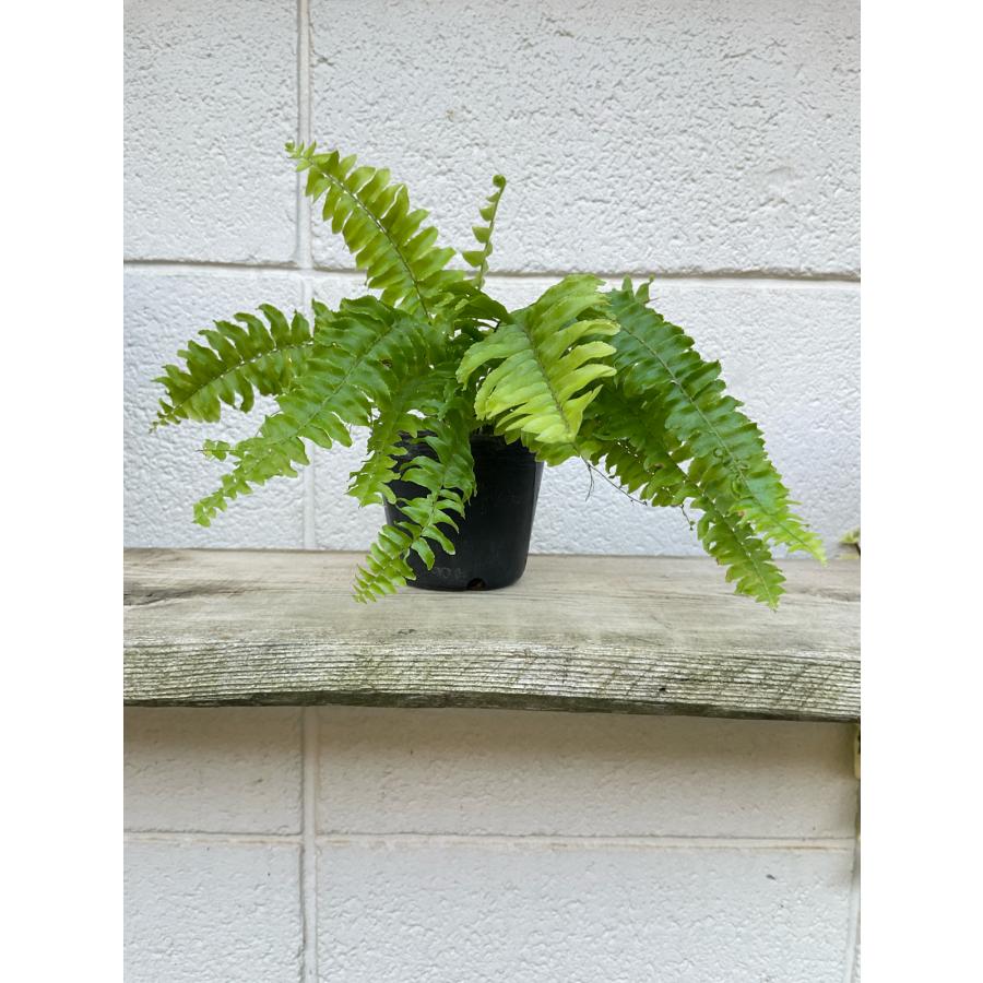 シダ ツデー Nephrolepis exaltata 