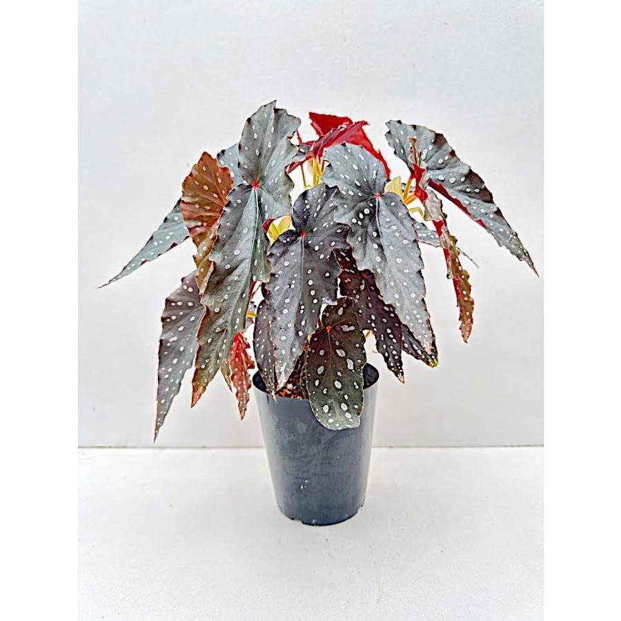 木立性ベゴニア シャロンシーラート 4号鉢 : 花郷園 KAGOEN NURSERY