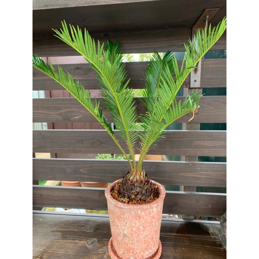 現品のみ 観葉植物 蘇鉄 ソテツ Sotetsu1 花郷園 Kagoen Nursery 通販 Yahoo ショッピング