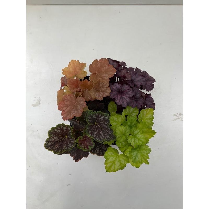 5 ヒューケラ 4色セット バタークリーム マスカット チョコミント ドルチェ Sp5 花郷園 Kagoen Nursery 通販 Yahoo ショッピング