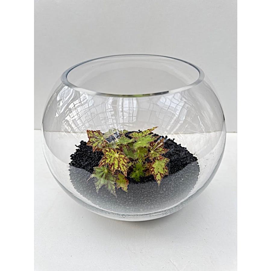ベゴニア テラリウム ステンドグラス : 花郷園 KAGOEN NURSERY - 通販