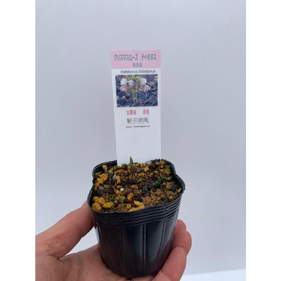 原種クリスマスローズチベタヌス(甘粛省甘谷産)実生4年苗