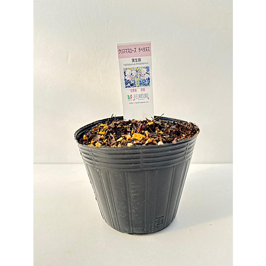 クリスマスローズ苗セット　ssチベタヌス3号＆ss強芳香性ボッコネイ6号 クリスマスローズ苗セット ssチベタヌス3号＆ss強芳香性ボッコネイ6号