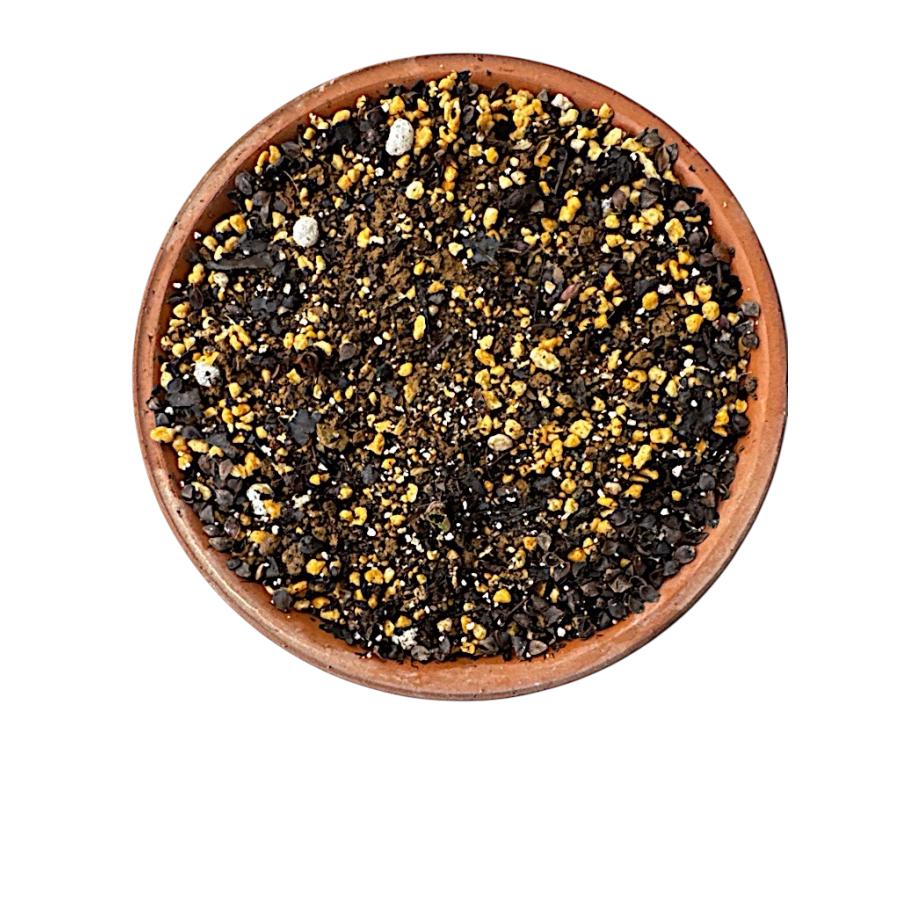 ★チベタヌス★2年生★クリスマスローズ苗 クリスマスローズ 花 苗 冬 春 チベタヌス 鉢植え ベインが入るピンク