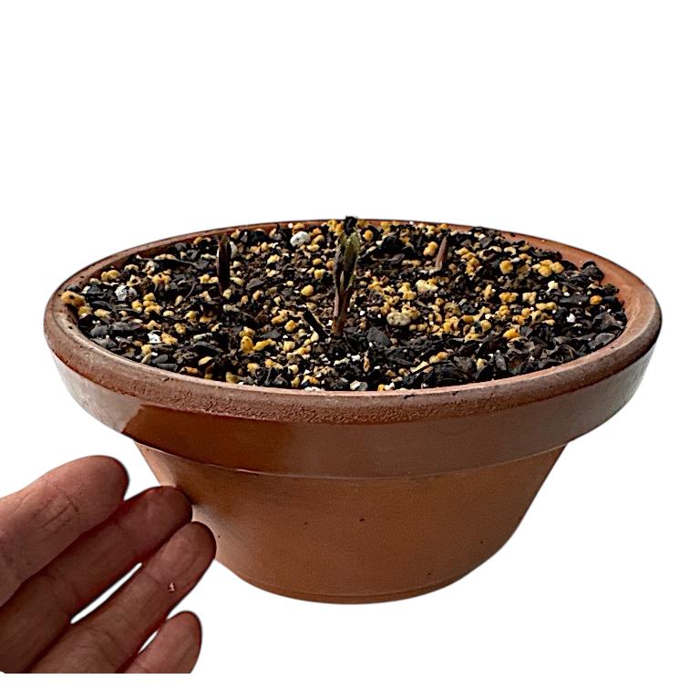 クリスマスローズ 原種 チベタヌス 2年生 3株植え 駄温鉢（甘粛省）H