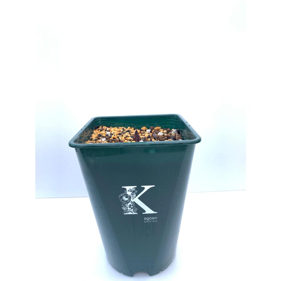 クリスマスローズ原種 チベタヌス ４年生苗 甘粛省 H Thibetanus Thibetanus4 花郷園 Kagoen Nursery 通販 Yahoo ショッピング