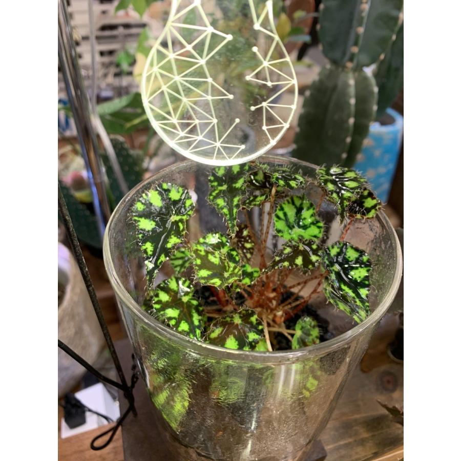テラリウム ミニ容器 蓋付（取っ手有り） : 花郷園 KAGOEN NURSERY