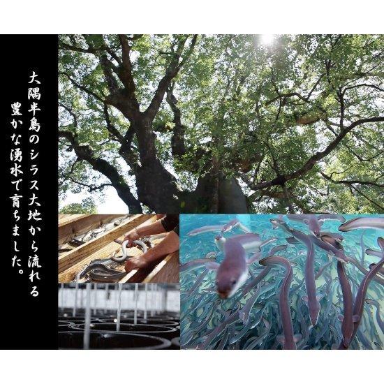 ★11時間以内発送★美品 うなぎの柳澤　５尾＜柳沢養鰻＞ 【2123918258】(11096円)