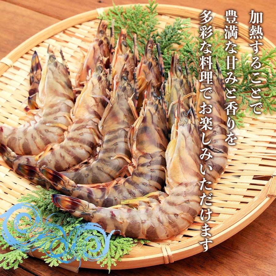 隼人車えび] 海鮮 冷凍車海老50型サイズ（加熱用） 1,000g(55尾前後