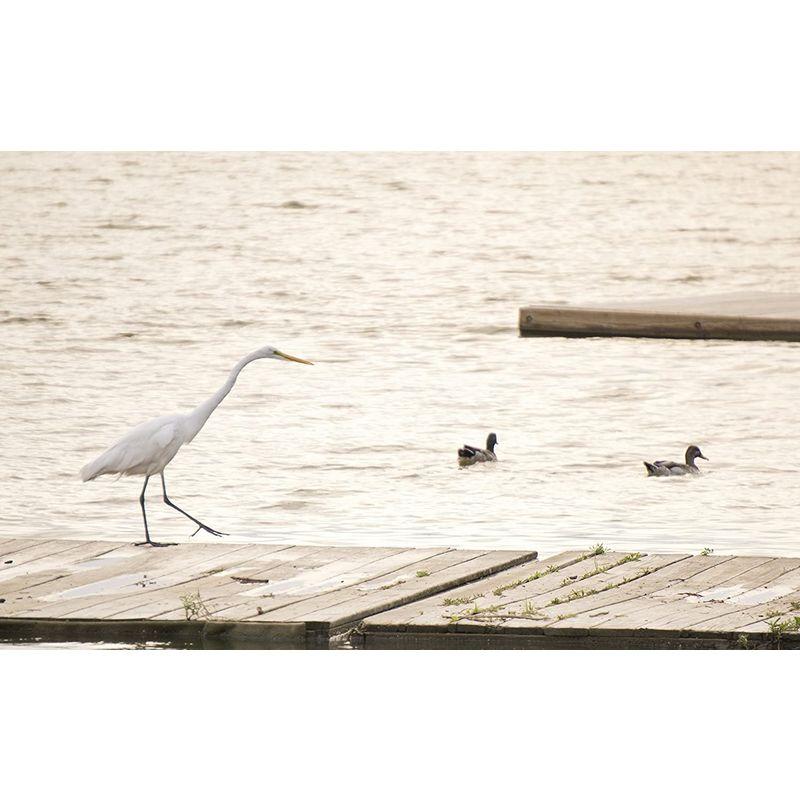 SONY E 55-210mm F4.5-6.3 OSS SEL55210