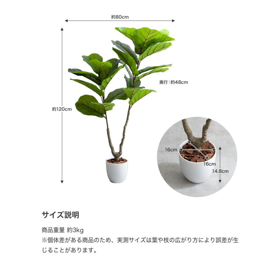 観葉植物 リラータ カシワバゴムの木 カシワバゴムノキ フェイク