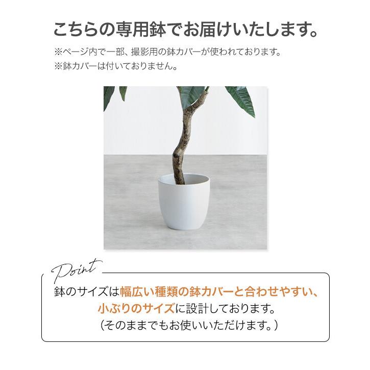 観葉植物 リラータ カシワバゴムの木 カシワバゴムノキ フェイク