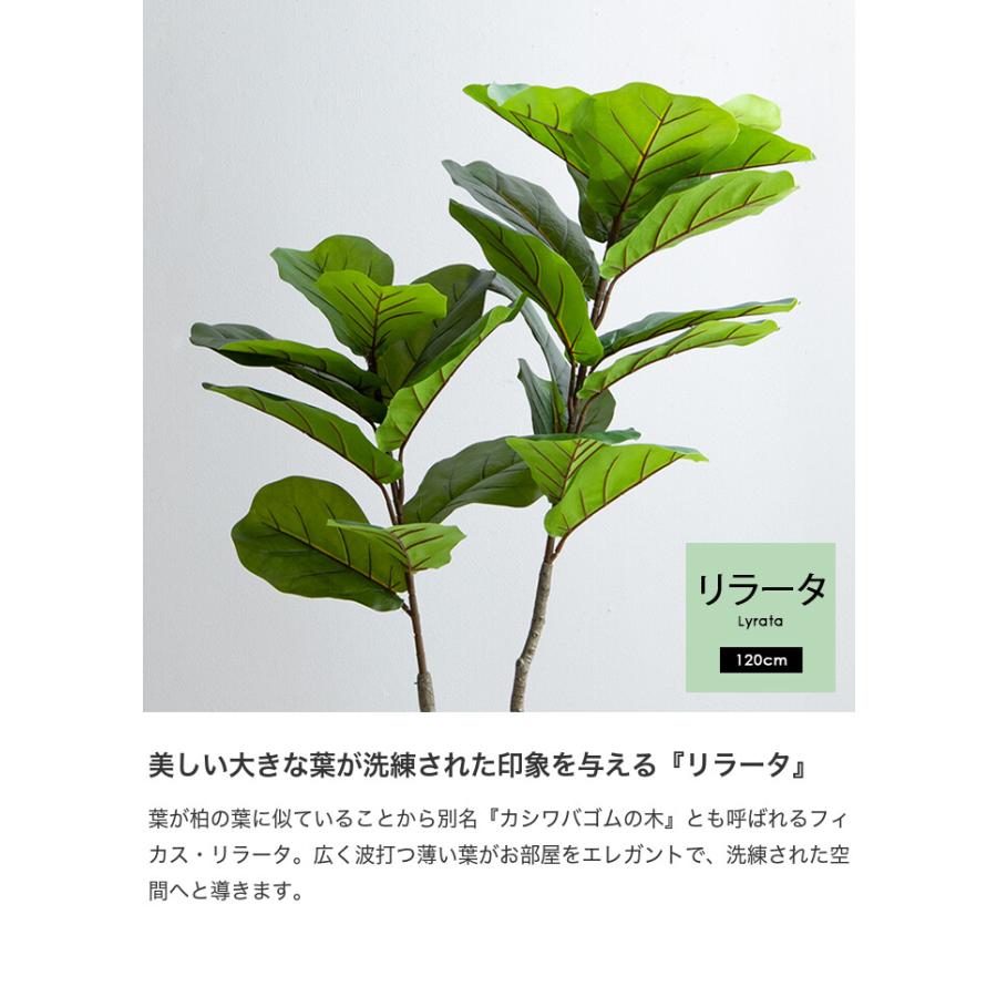 観葉植物 リラータ カシワバゴムの木 カシワバゴムノキ フェイク