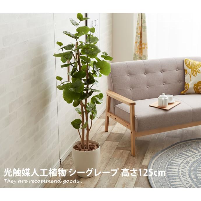 観葉植物 シーグレープ sea grape 室内 イミテーショングリーン : 家具