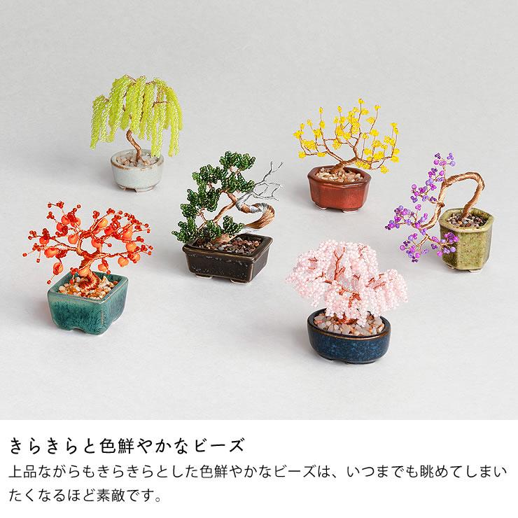 志水　鉢　盆栽　２セット価格　【未使用・新品】 栽培キット 盆栽 2種セット 黒松 赤松 聖新陶芸 The BONSAI 栽培セット