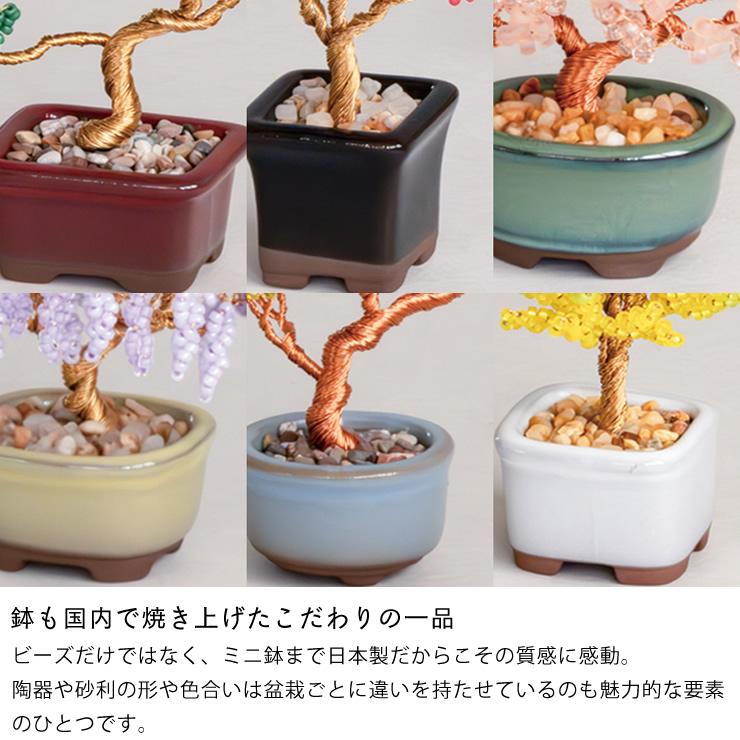 志水　鉢　盆栽　２セット価格　【未使用・新品】 栽培セット 盆栽 栽培キット 聖新陶芸 GD-640 JAPANESE BONSAI 黒松 4