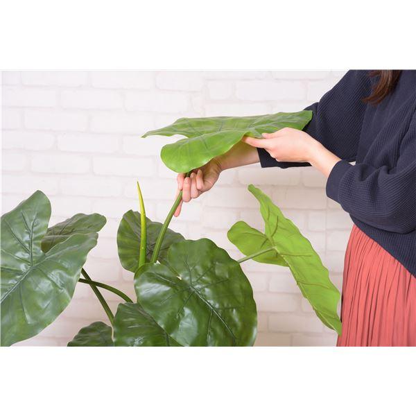 フェイクグリーン 観葉植物 クワイズモ 約幅57×奥行57×高さ117cm リビング 店舗 ショップ インテリア雑貨_3