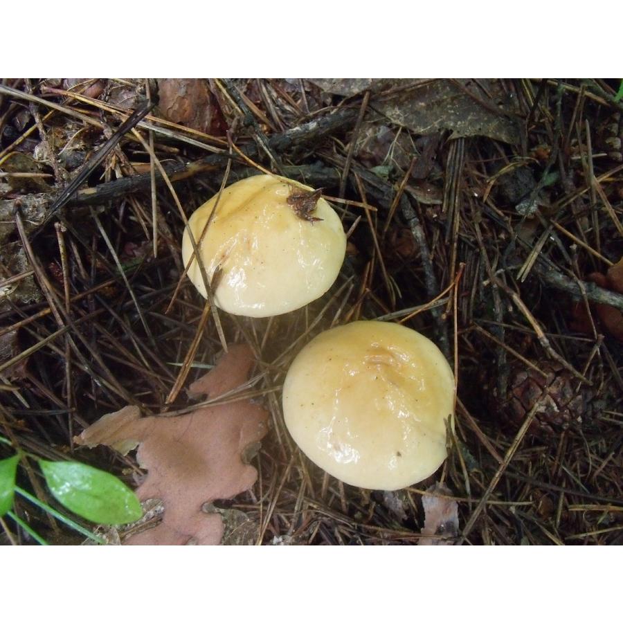 天然きのこ詰め合わせ : 開田高原の恵み ヤフー店 - 通販 - Yahoo