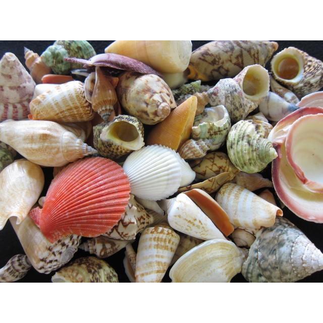 スペシャルミックス 約3 9ｃｍ 約1ｋｇ 貝 貝殻 シェル 巻貝 フォト 絵画 ハンドメイド 海 ブライダル ウェルカムボード 1kgmix 貝殻の問屋さん ホームテリア 通販 Yahoo ショッピング