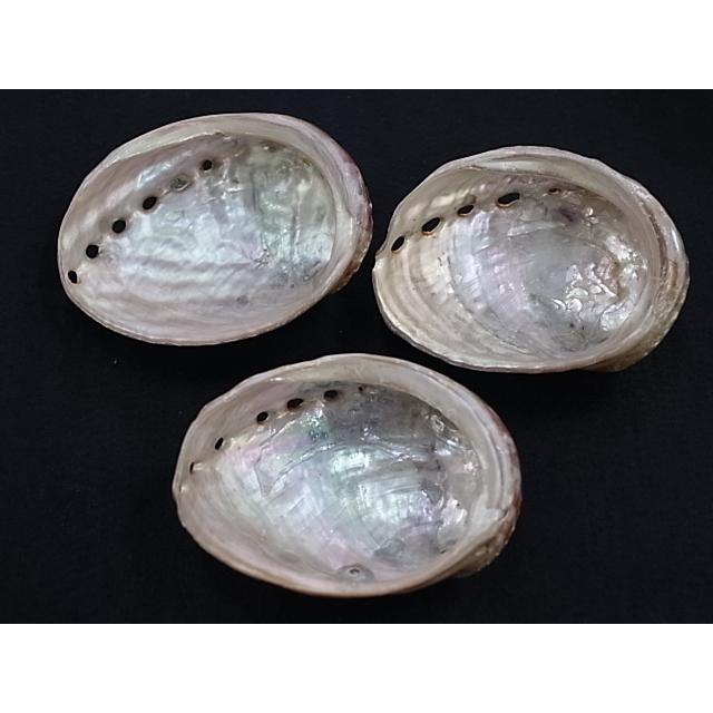 ハリオティス アシミルス 磨き 約9 11ｃｍ 1個 貝 貝殻 シェル アワビ アクセサリー ハンドメイド ネックレス イヤリング Awabi M4 貝殻の問屋さん ホームテリア 通販 Yahoo ショッピング