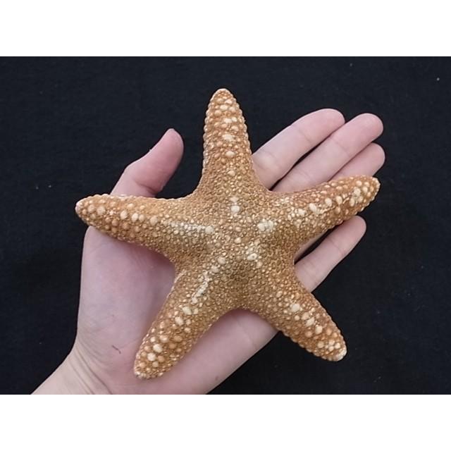 ジャグヒトデ 約12 14ｃｍ 1個 ブライダル ウェルカムボード ヒトデ 貝 ハンドメイド Junglestarfish2 貝殻の問屋さん ホームテリア 通販 Yahoo ショッピング
