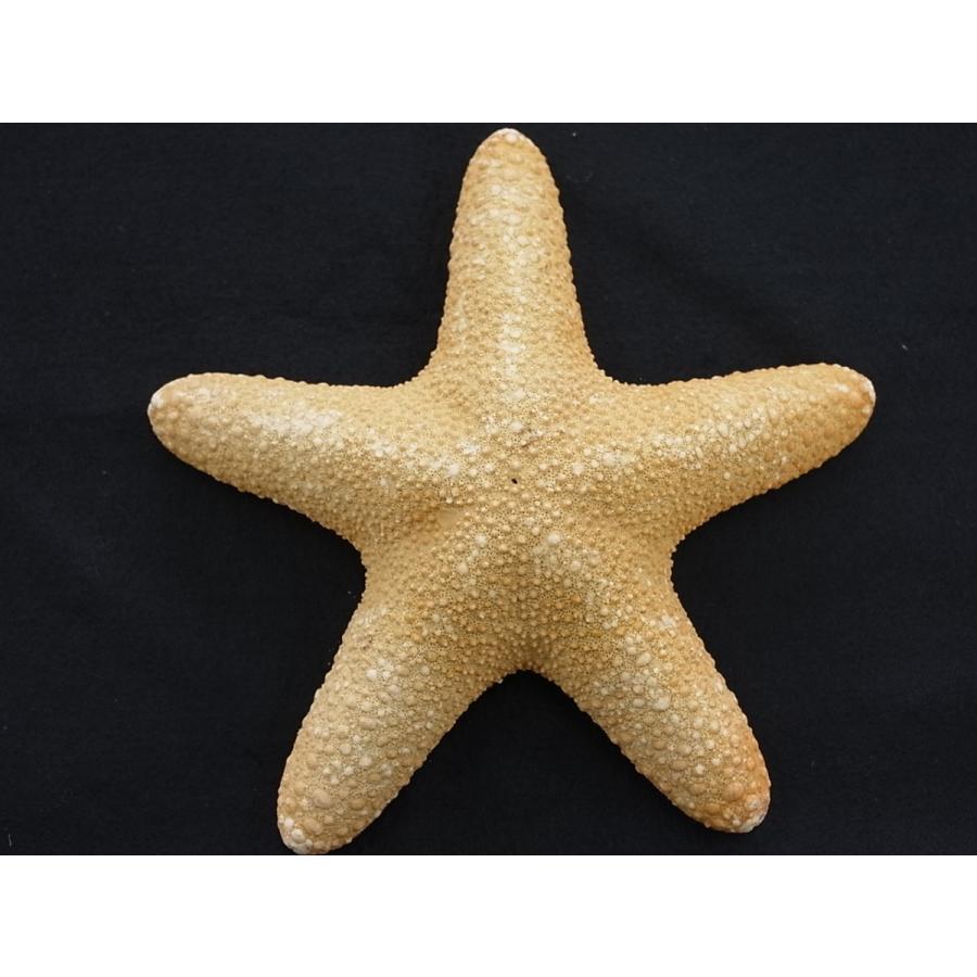 ジャングルヒトデ 約15 17ｃｍ 1個 ブライダル ウェルカムボード ヒトデ 貝 ハンドメイド Junglestarfish3 貝殻の問屋さん ホームテリア 通販 Yahoo ショッピング