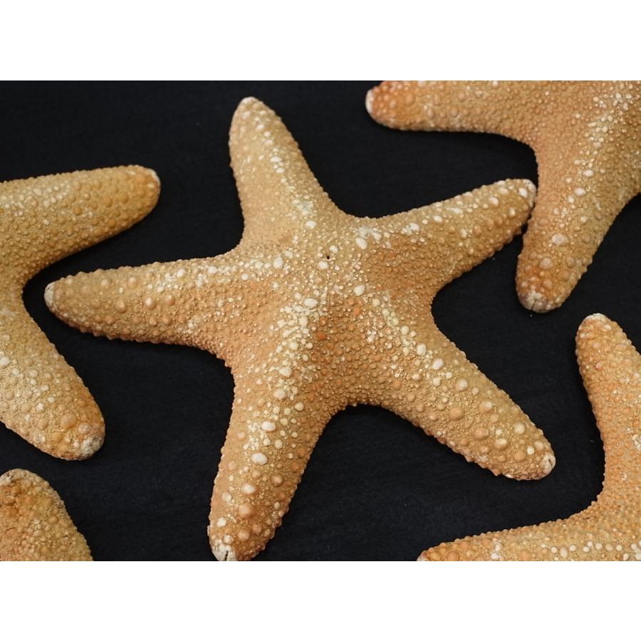 ジャングルヒトデ 約15 17ｃｍ 1個 ブライダル ウェルカムボード ヒトデ 貝 ハンドメイド Junglestarfish3 貝殻の問屋さん ホームテリア 通販 Yahoo ショッピング